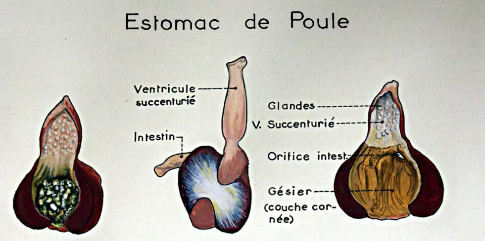 École Nationale Vétérinaire d'Alfort - détail ancienne Image.